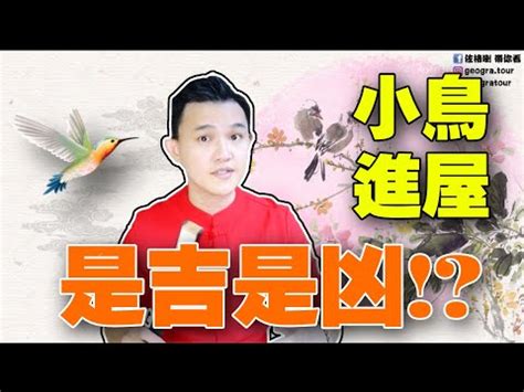 麻雀飛進家裡|【麻雀飛進家裡代表什麼】飛雀臨門，吉兆還是兇兆？麻雀飛進家。